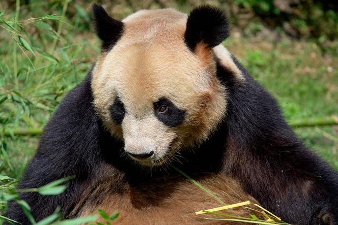 Meilleur casino en ligne golden panda à France Meilleur casino en ligne golden panda à France